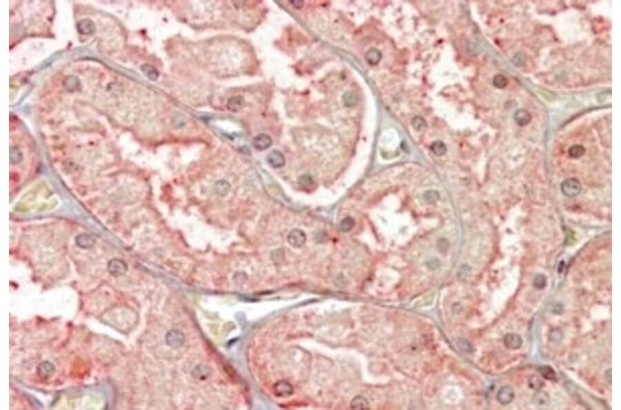 Immunohistochemistry - Anti-SFRP1 Antibody (A84579) - Antibodies.com