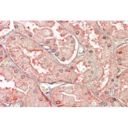 Immunohistochemistry - Anti-SFRP1 Antibody (A84579) - Antibodies.com