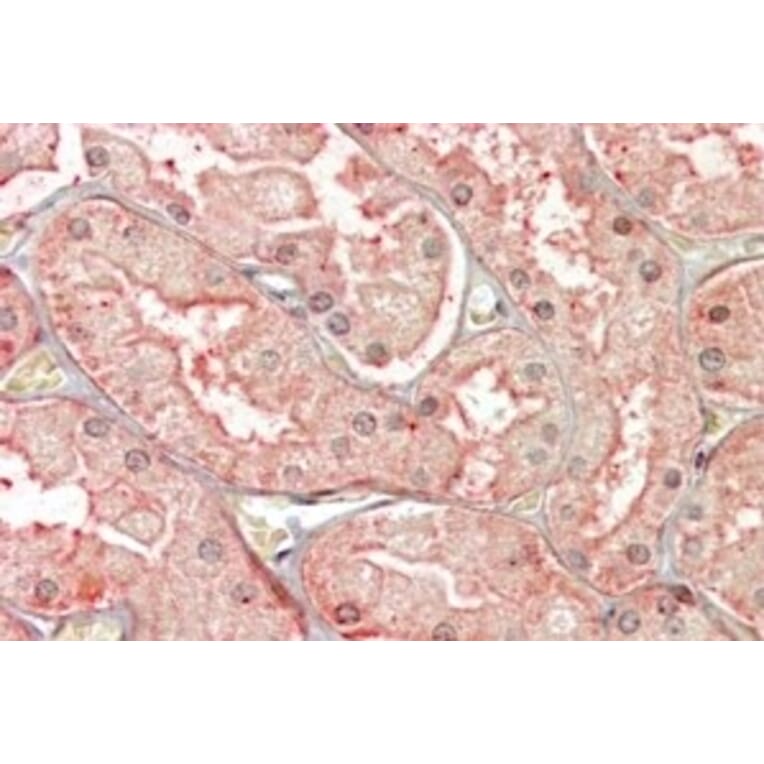 Immunohistochemistry - Anti-SFRP1 Antibody (A84579) - Antibodies.com