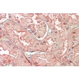 Immunohistochemistry - Anti-SFRP1 Antibody (A84579) - Antibodies.com