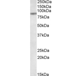 Western Blot - Anti-TAP1 Antibody (A84580) - Antibodies.com