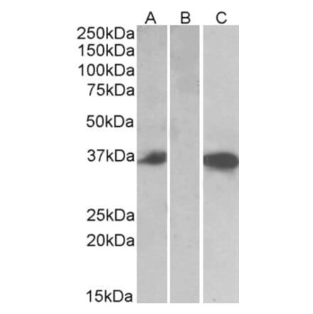 Western Blot - Anti-Mast Cell Chymase Antibody (A84581) - Antibodies.com