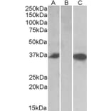 Western Blot - Anti-Mast Cell Chymase Antibody (A84581) - Antibodies.com