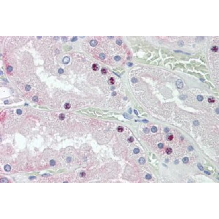 Immunohistochemistry - Anti-HOXD10 Antibody (A84582) - Antibodies.com