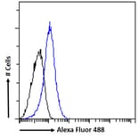 Flow Cytometry - Anti-HOXD10 Antibody (A84582) - Antibodies.com