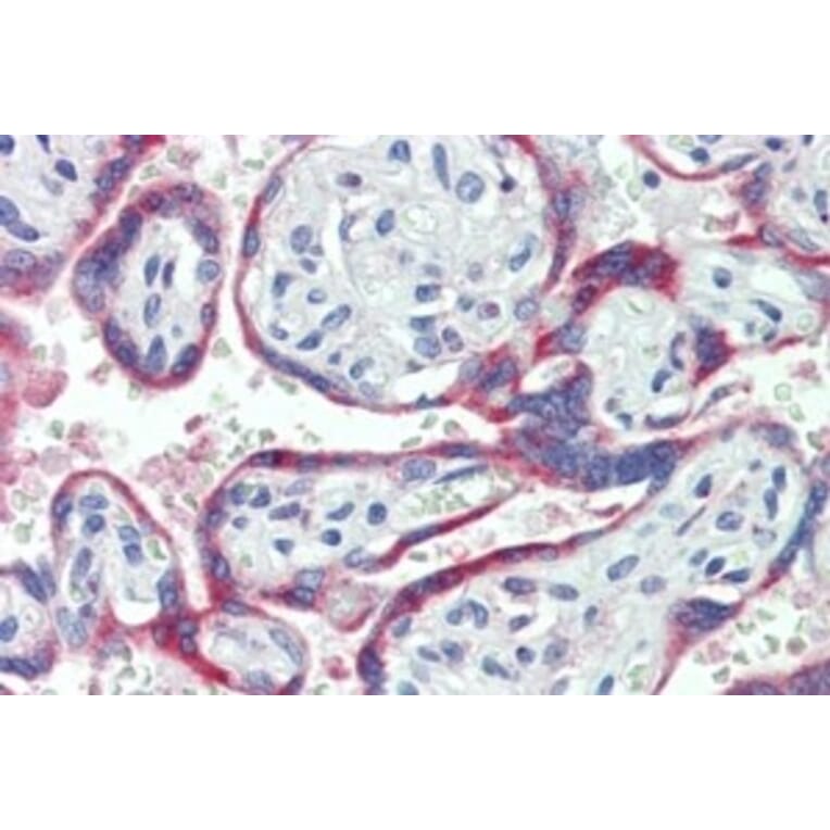 Immunohistochemistry - Anti-NOX2 Antibody (A84584) - Antibodies.com
