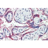 Immunohistochemistry - Anti-NOX2 Antibody (A84584) - Antibodies.com