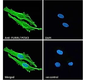 Immunofluorescence - Anti-Furin Antibody (A84585) - Antibodies.com