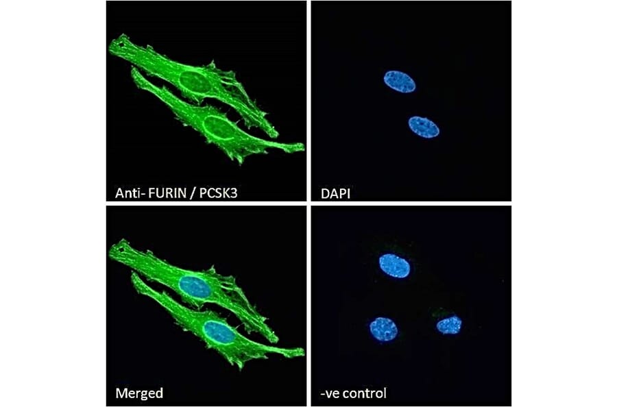 Immunofluorescence - Anti-Furin Antibody (A84585) - Antibodies.com