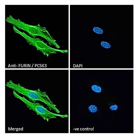 Immunofluorescence - Anti-Furin Antibody (A84585) - Antibodies.com