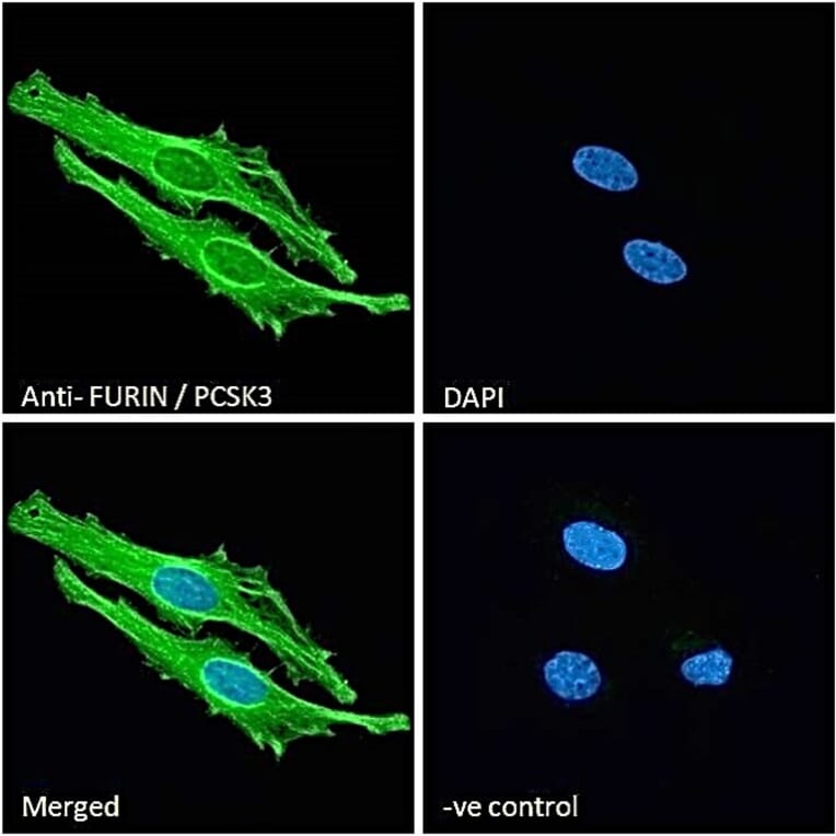 Immunofluorescence - Anti-Furin Antibody (A84585) - Antibodies.com