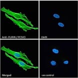 Immunofluorescence - Anti-Furin Antibody (A84585) - Antibodies.com