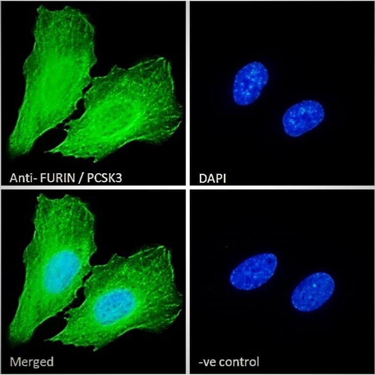 Immunofluorescence - Anti-Furin Antibody (A84585) - Antibodies.com