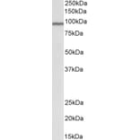Western Blot - Anti-Cullin 3/CUL-3 Antibody (A84587) - Antibodies.com