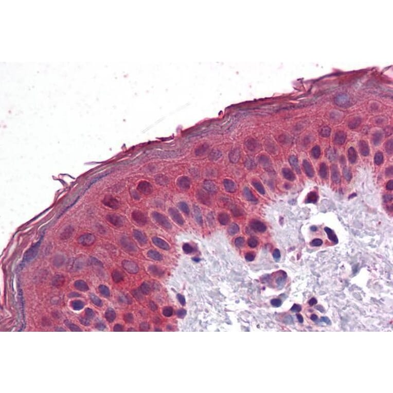 Immunohistochemistry - Anti-SAR1 Antibody (A84589) - Antibodies.com