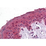 Immunohistochemistry - Anti-SAR1 Antibody (A84589) - Antibodies.com