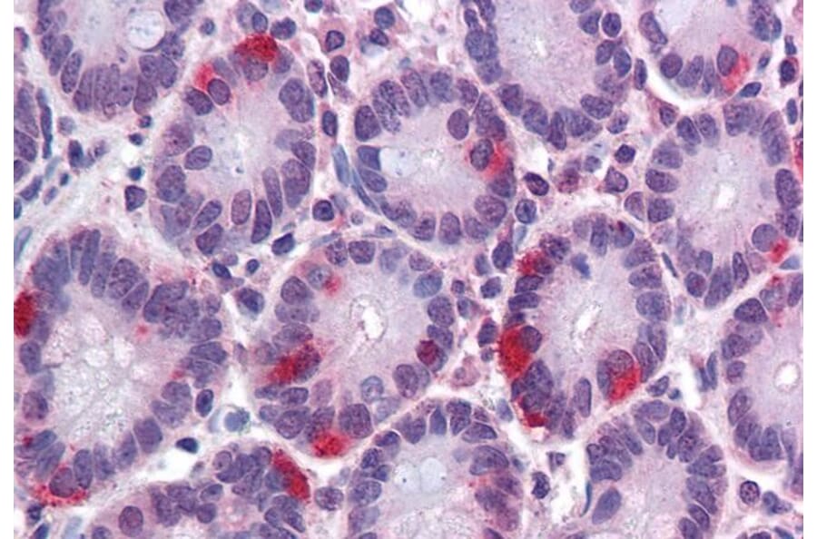 Immunohistochemistry - Anti-SAR1 Antibody (A84589) - Antibodies.com