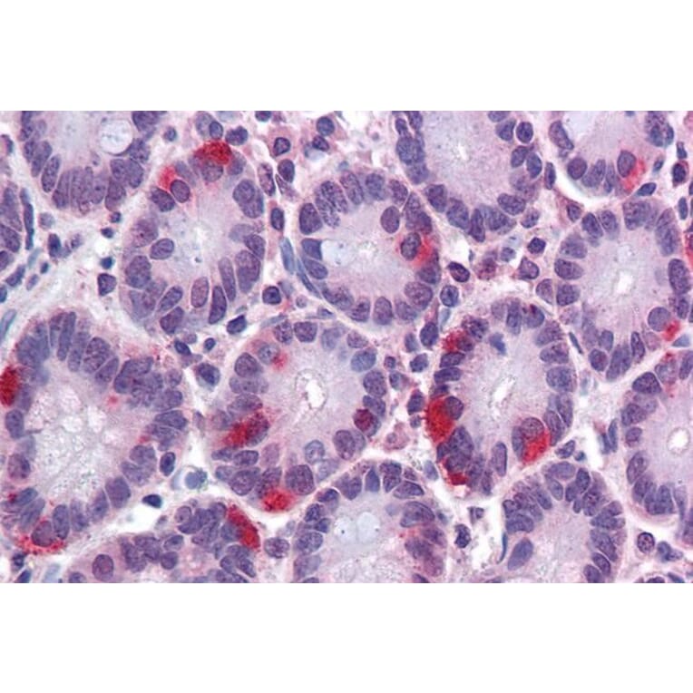 Immunohistochemistry - Anti-SAR1 Antibody (A84589) - Antibodies.com