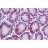 Immunohistochemistry - Anti-SAR1 Antibody (A84589) - Antibodies.com