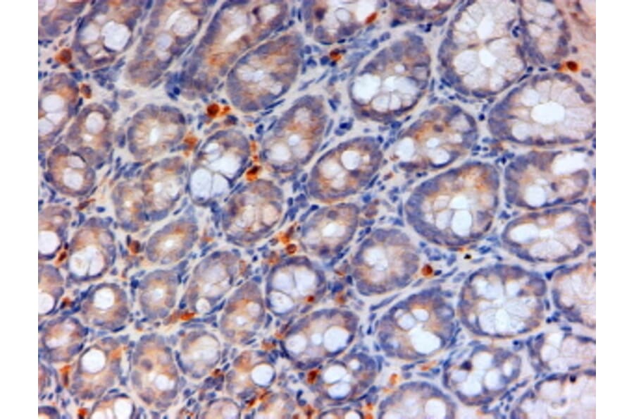 Immunohistochemistry - Anti-APOA4/Apo-AIV Antibody (A84590) - Antibodies.com