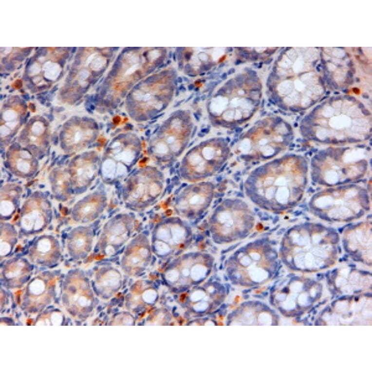 Immunohistochemistry - Anti-APOA4/Apo-AIV Antibody (A84590) - Antibodies.com