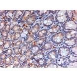 Immunohistochemistry - Anti-APOA4/Apo-AIV Antibody (A84590) - Antibodies.com