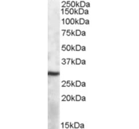 Western Blot - Anti-APOBEC1 Antibody (A84591) - Antibodies.com