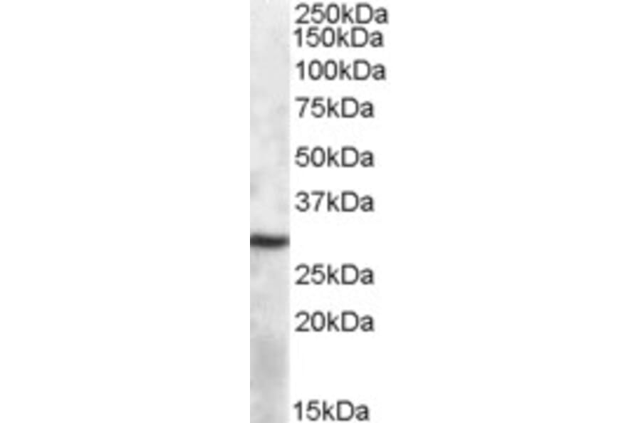 Western Blot - Anti-APOBEC1 Antibody (A84591) - Antibodies.com