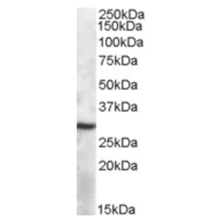 Western Blot - Anti-APOBEC1 Antibody (A84591) - Antibodies.com
