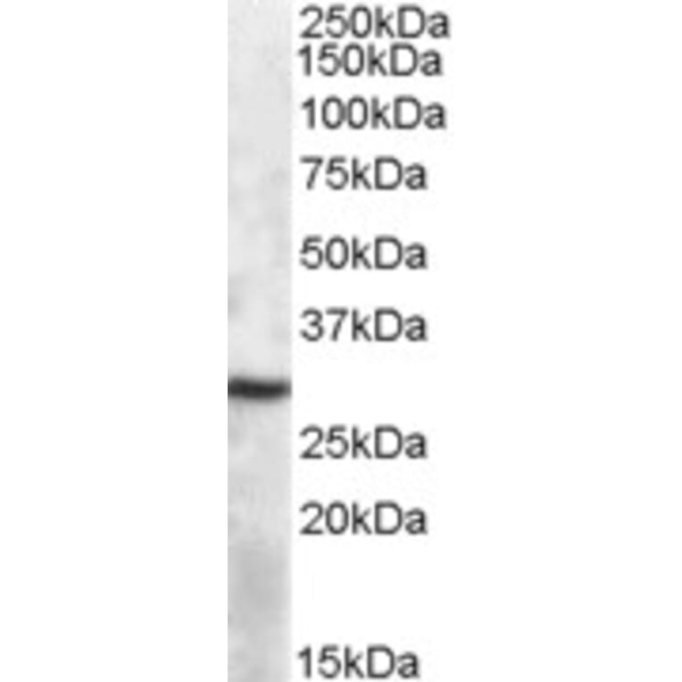 Western Blot - Anti-APOBEC1 Antibody (A84591) - Antibodies.com