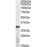 Western Blot - Anti-APOBEC1 Antibody (A84591) - Antibodies.com