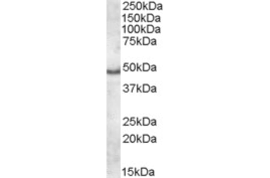 Western Blot - Anti-APOL5 Antibody (A84592) - Antibodies.com