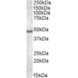 Western Blot - Anti-APOL5 Antibody (A84592) - Antibodies.com