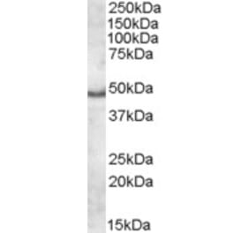 Western Blot - Anti-APOL5 Antibody (A84592) - Antibodies.com