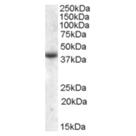 Western Blot - Anti-APOL6 Antibody (A84593) - Antibodies.com