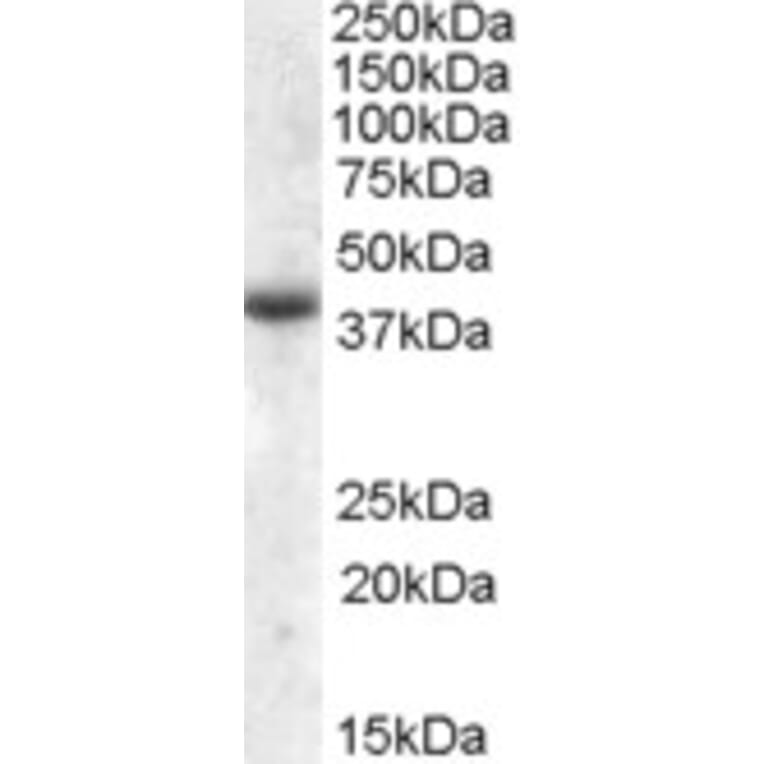 Western Blot - Anti-APOL6 Antibody (A84593) - Antibodies.com