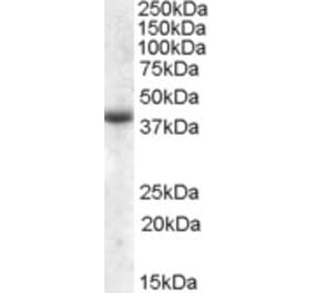 Western Blot - Anti-APOL6 Antibody (A84593) - Antibodies.com