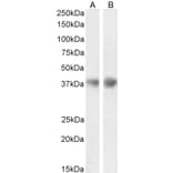 Western Blot - Anti-Clusterin Antibody (A84594) - Antibodies.com