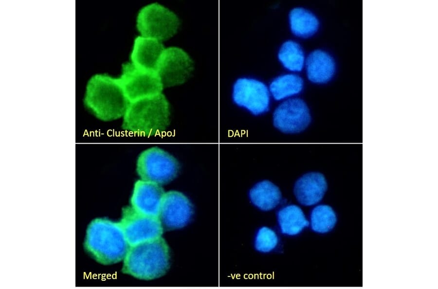 Immunofluorescence - Anti-Clusterin Antibody (A84594) - Antibodies.com