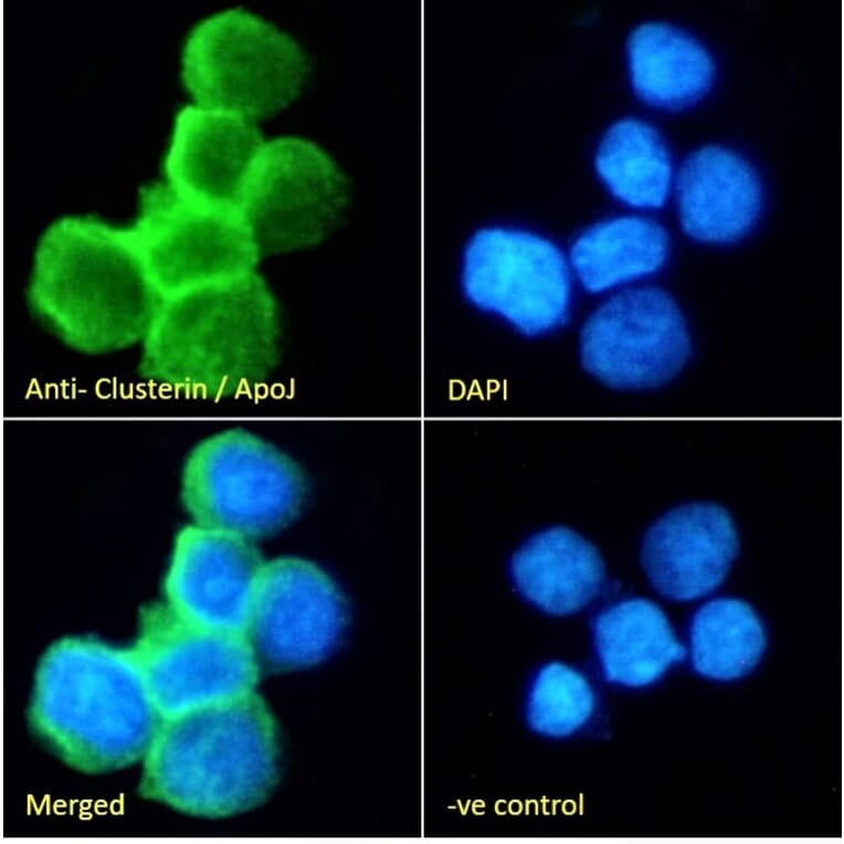 Immunofluorescence - Anti-Clusterin Antibody (A84594) - Antibodies.com