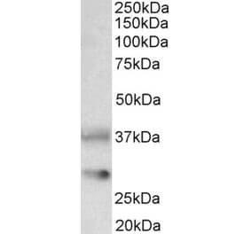 Western Blot - Anti-Clu Antibody (A84594) - Antibodies.com
