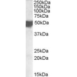Western Blot - Anti-ASAM Antibody (A84595) - Antibodies.com
