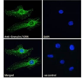 Immunofluorescence - Anti-Granulin Antibody (A84597) - Antibodies.com