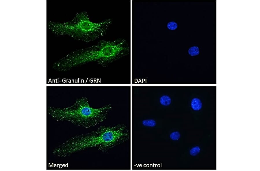 Immunofluorescence - Anti-Granulin Antibody (A84597) - Antibodies.com