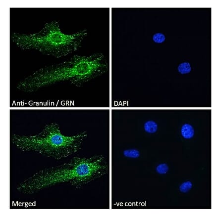 Immunofluorescence - Anti-Granulin Antibody (A84597) - Antibodies.com