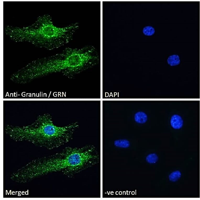 Immunofluorescence - Anti-Granulin Antibody (A84597) - Antibodies.com