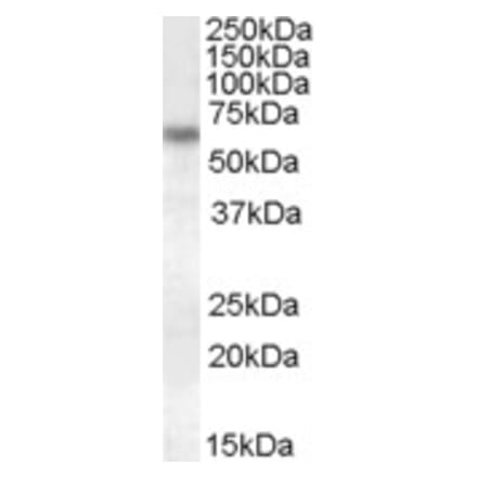 Western Blot - Anti-GRN Antibody (A84597) - Antibodies.com