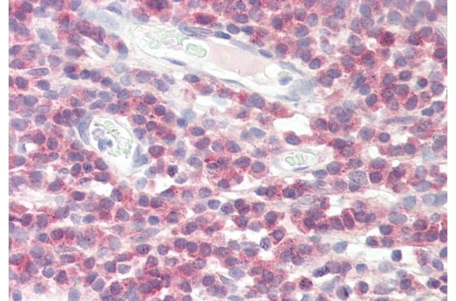 Immunohistochemistry - Anti-DPM1 Antibody (A84598) - Antibodies.com