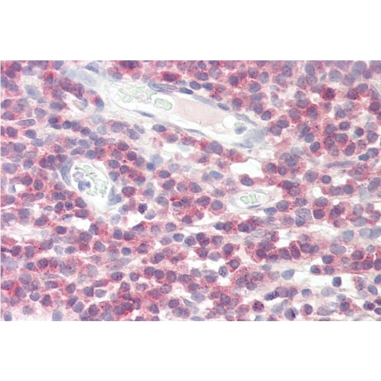 Immunohistochemistry - Anti-DPM1 Antibody (A84598) - Antibodies.com