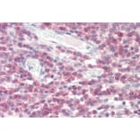Immunohistochemistry - Anti-DPM1 Antibody (A84598) - Antibodies.com
